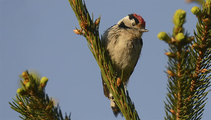 Balade nature dans le bois de la Bastière